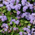 Ageratum, mexicaantje: zaaien, planten en onderhoud