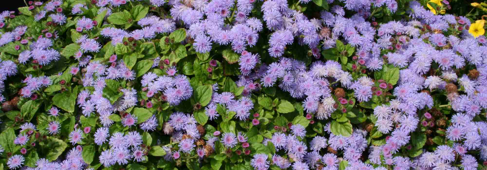 Ageratum, mexicaantje: zaaien, planten en onderhoud