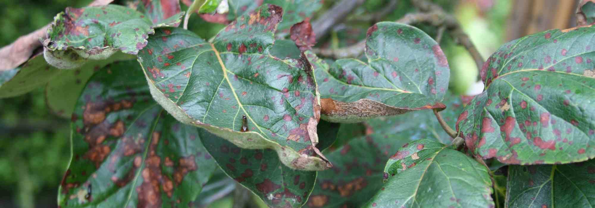 Entomosporiose: voorkomen en bestrijden