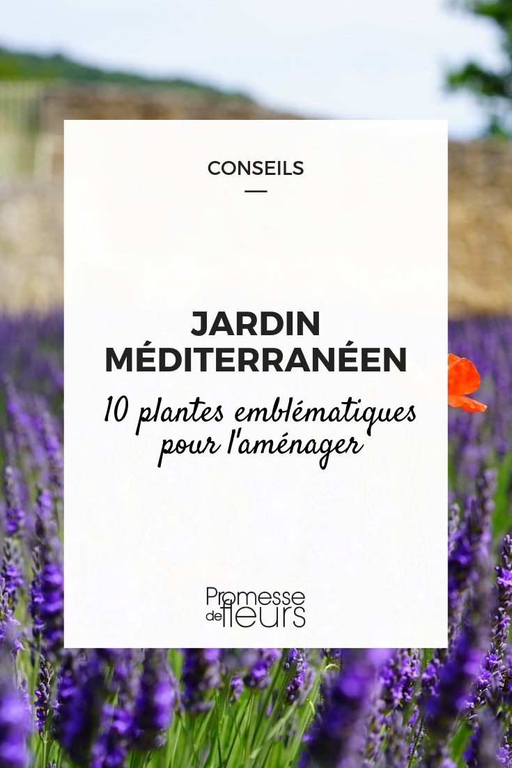 Planten voor een mediterrane tuin