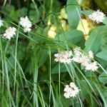 Veldbies: planten, kweken en onderhoud