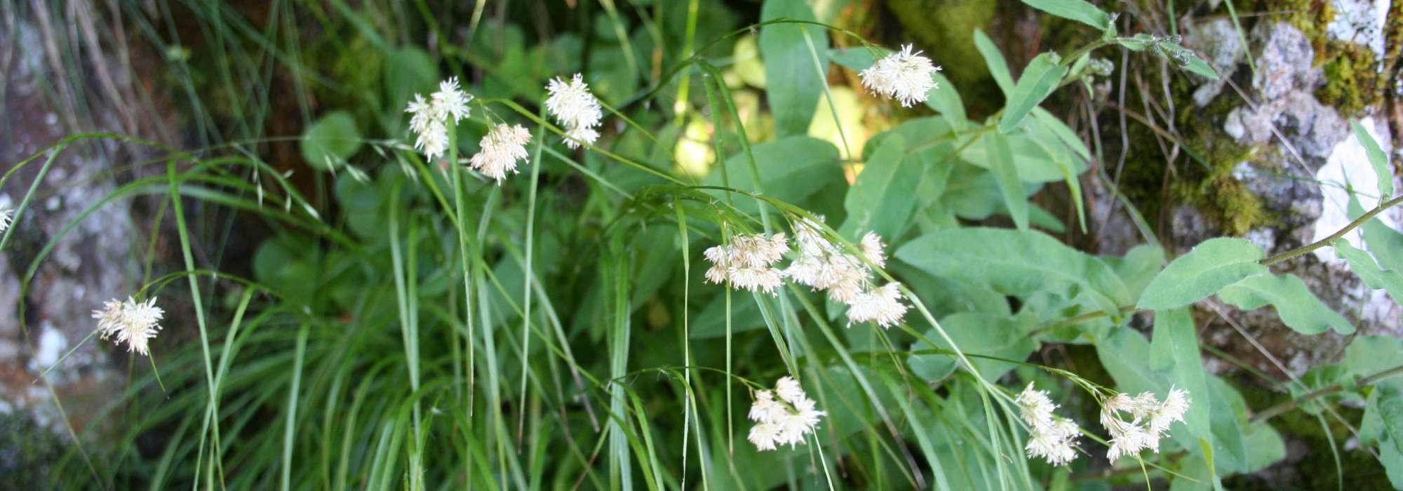 Veldbies: planten, kweken en onderhoud