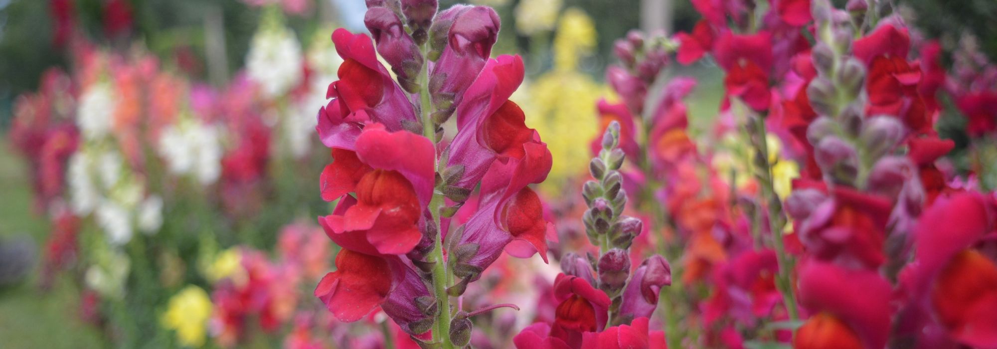 Leeuwenbek, leeuwenbek: zaaien, planten, onderhoud