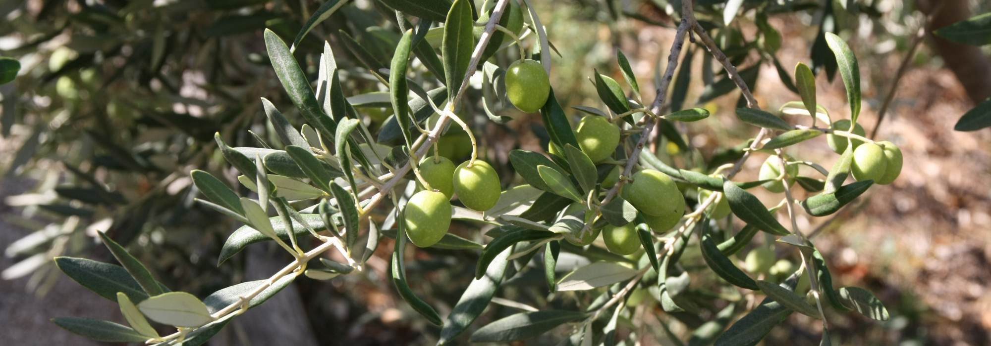 Olijfboom, Olea europaea: planten, snoei