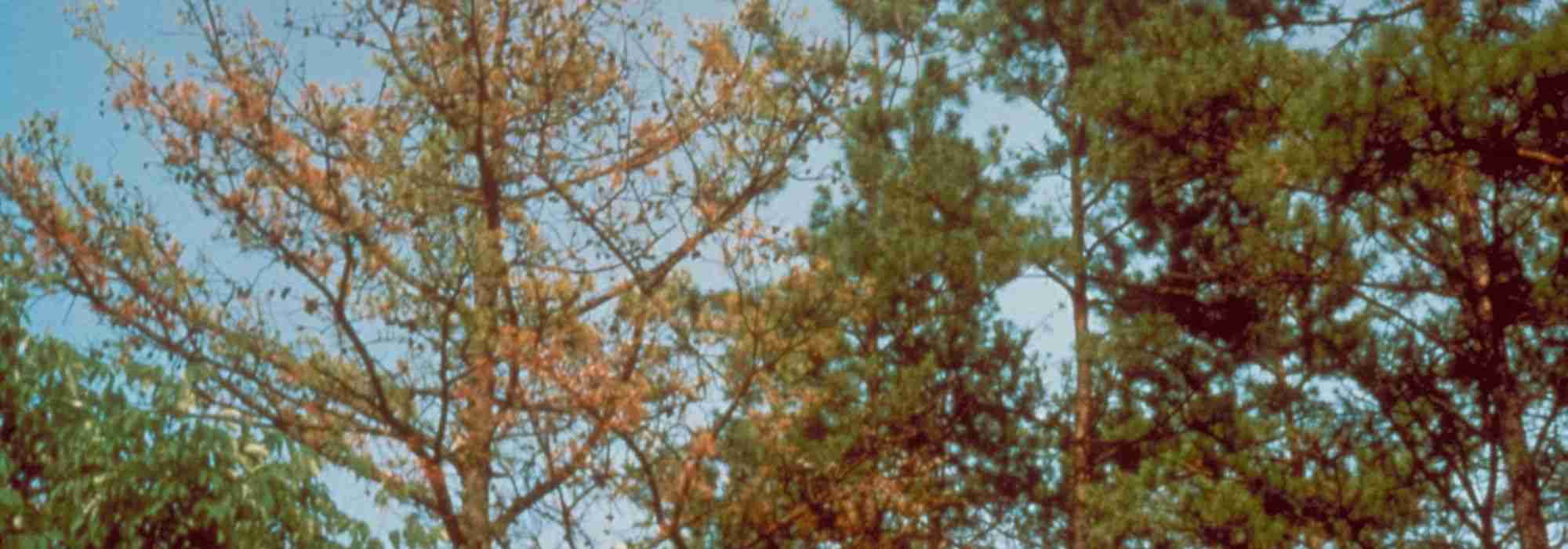 Phytophthora herkennen, voorkomen en bestrijden