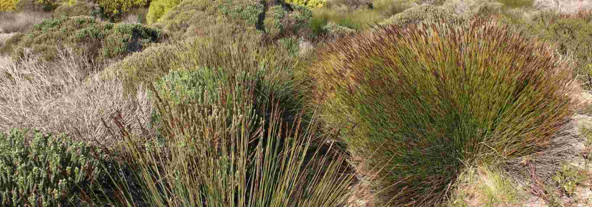 Restio (Elegia capensis): planten, snoeien en onderhouden