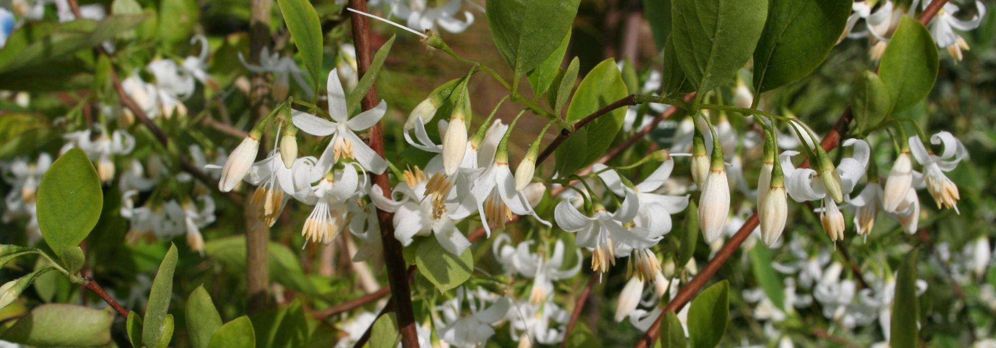 Styrax, storaxboom: planten, telen en verzorgen