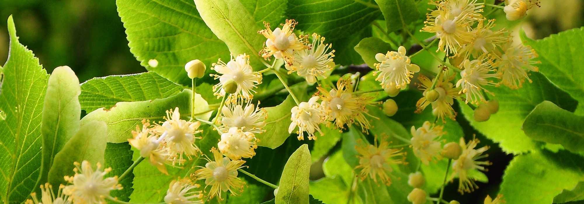 Linde (Tilia): planten, kweken en snoeien