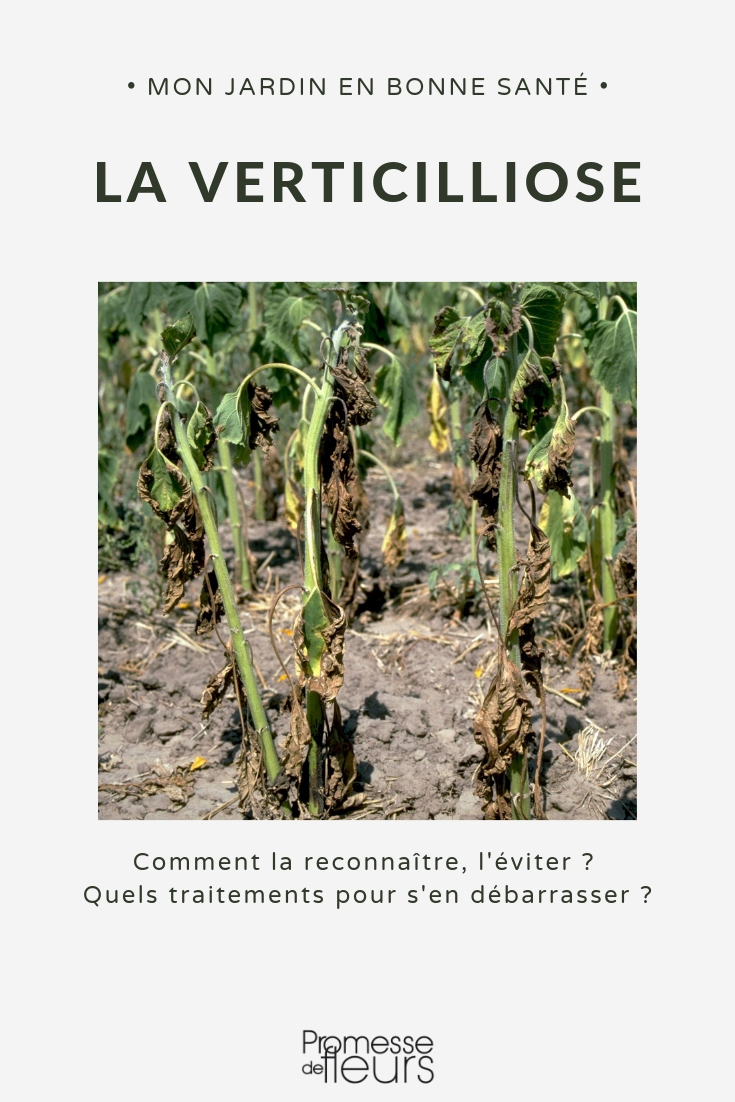 Verticilliumziekte