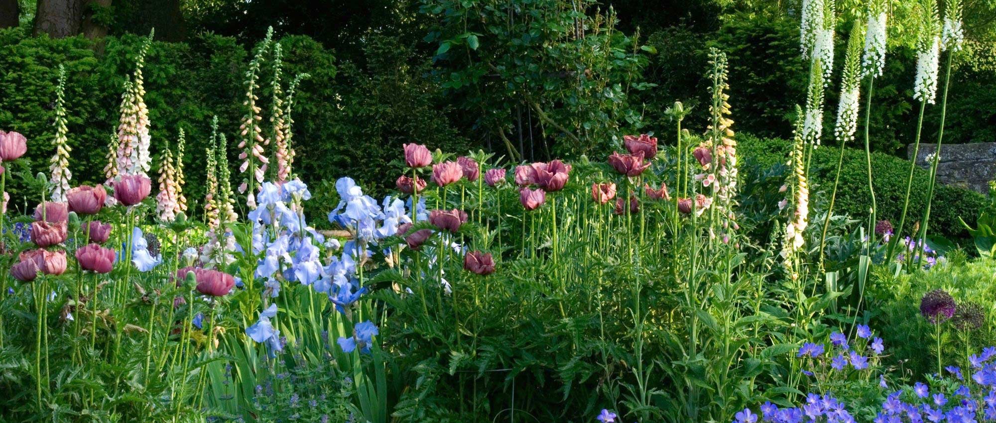 Engelse tuin: 10 karakteristieke planten
