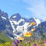 Alpiene vaste planten