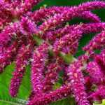 Amarant, Amaranthus: zaaien, planten en onderhoud