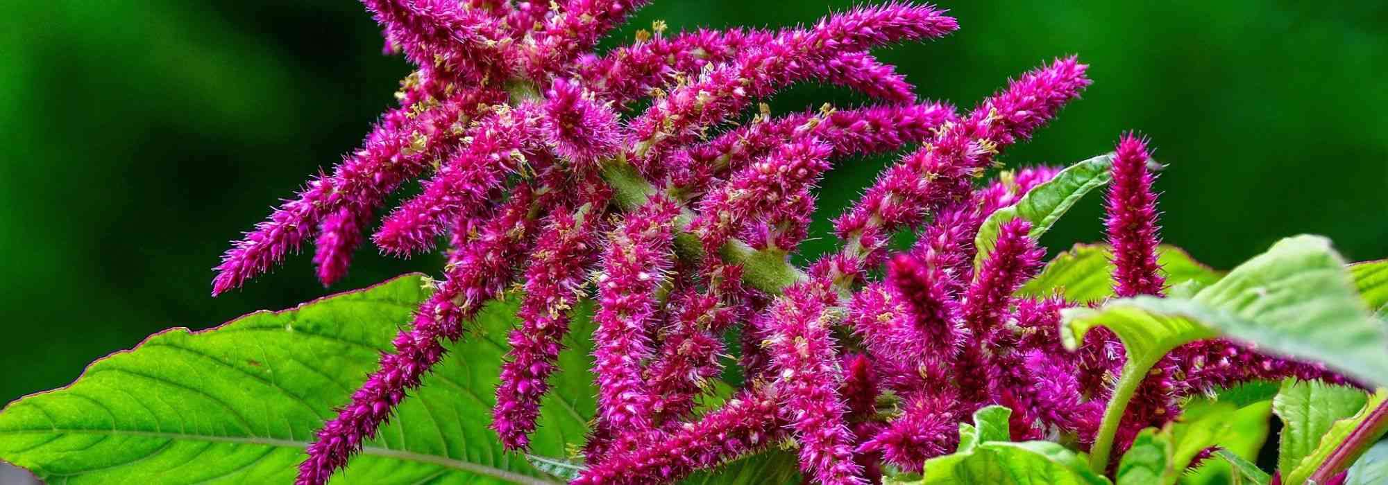 Amarant, Amaranthus: zaaien, planten en onderhoud