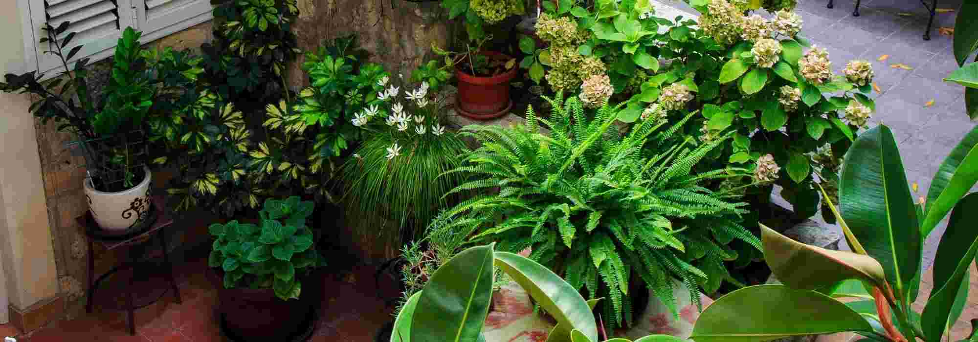 Een binnenplaats omtoveren tot een sfeervolle tuin: ideeën en tips