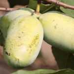 Drielobbige pawpaw (Paw Paw): planten, telen en oogsten
