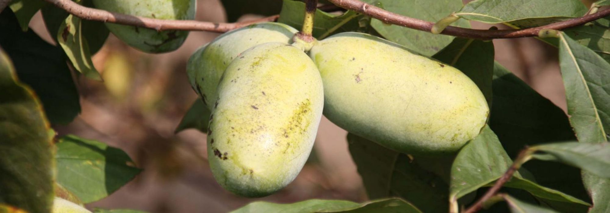 Drielobbige pawpaw (Paw Paw): planten, telen en oogsten
