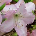Azalea's: planten, kweken, snoeien en onderhoud