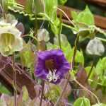 Klokwinde, Cobaea scandens: zaaien, planten