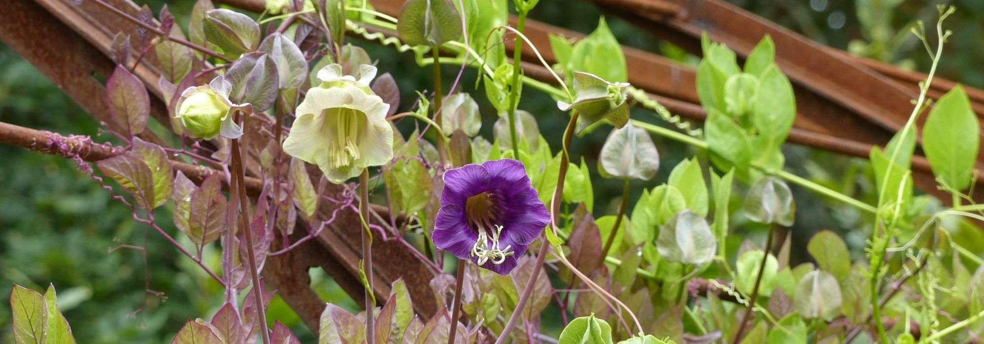 Klokwinde, Cobaea scandens: zaaien, planten