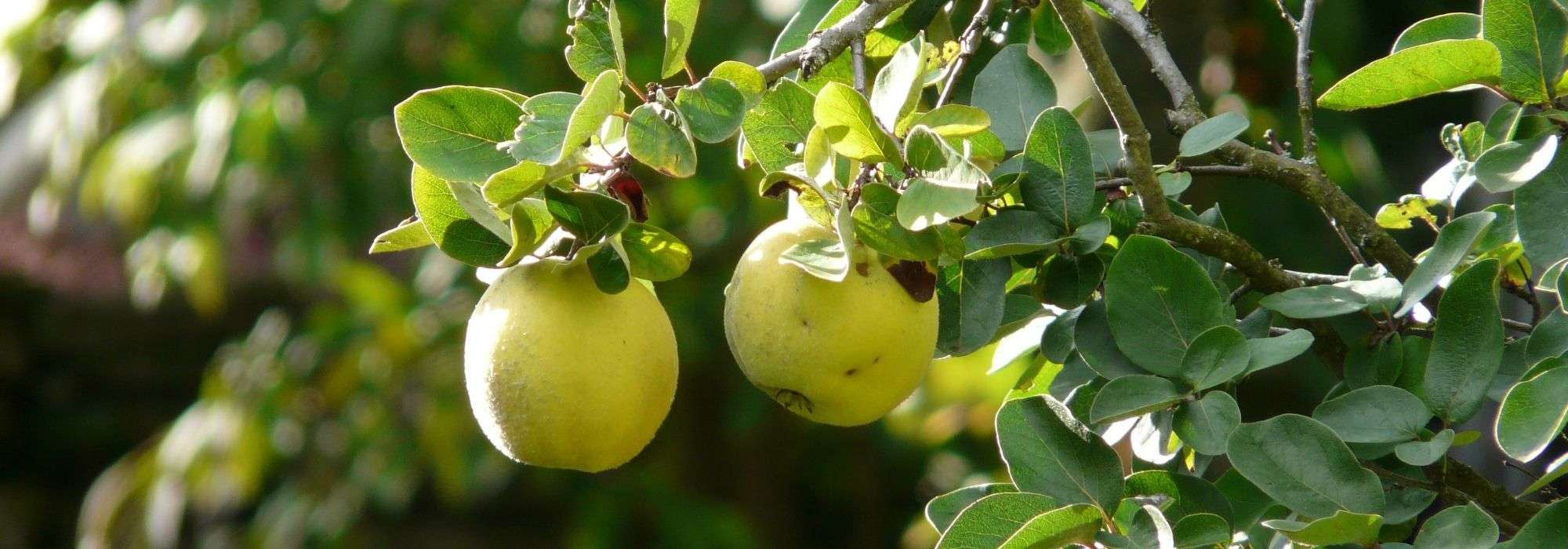 Kweepeer: planten, snoeien en onderhouden