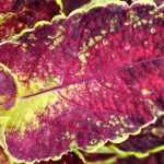 Coleus: zaaien, planten en verzorgen