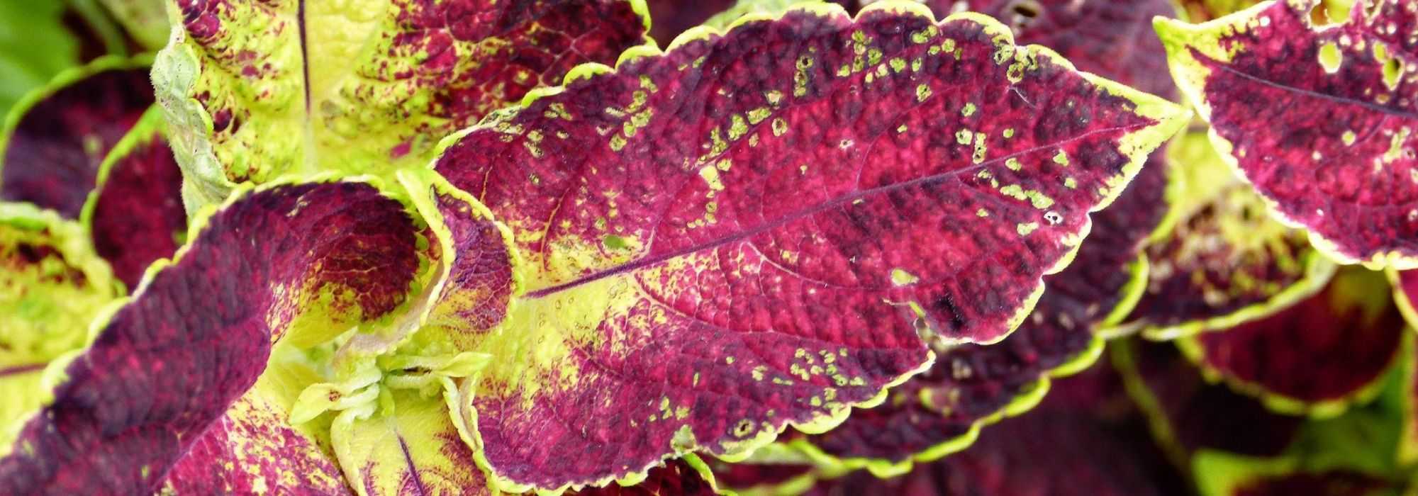 Coleus: zaaien, planten en verzorgen