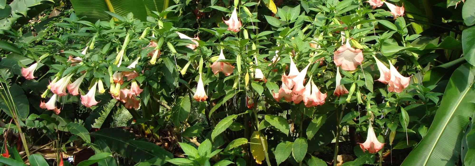 Datura en Brugmansia: zaaien, planten en verzorgen