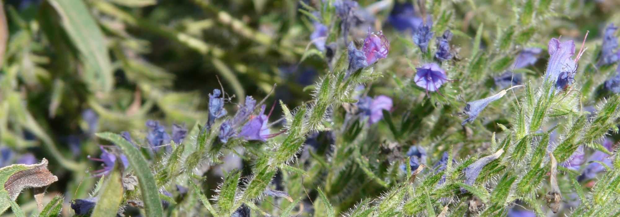 Echium, slangenkruid: zaaien, planten en onderhouden
