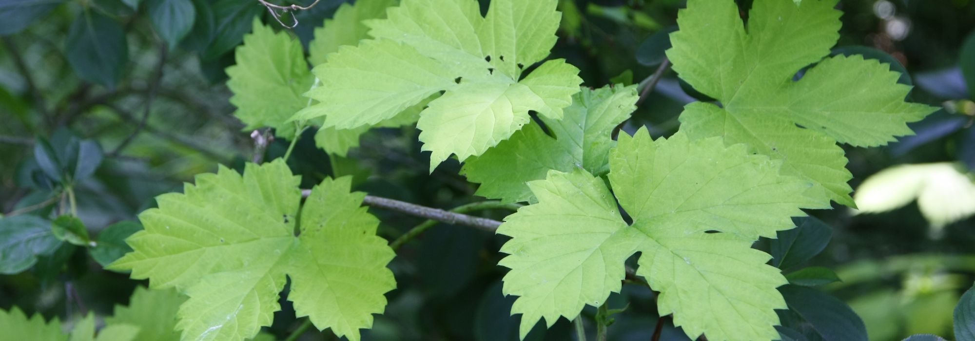 Hop (Humulus lupulus): planten, kweken en gebruik