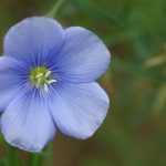 Vlas, Linum: planten, zaaien en verzorgen