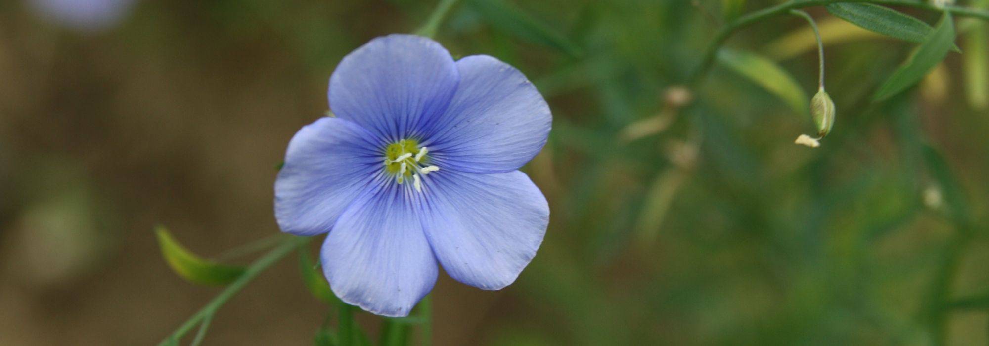 Vlas, Linum: planten, zaaien en verzorgen