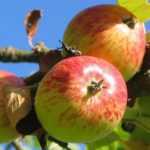 Appelboom planten, snoeien en onderhouden