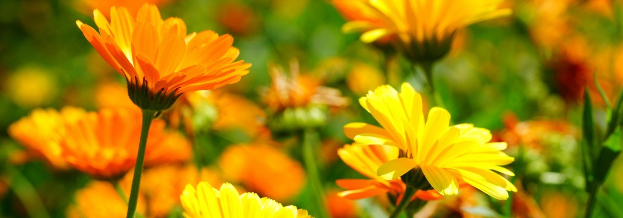 Goudsbloem, Calendula: zaaien, planten, teelt