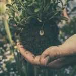 Rozen verplanten: wanneer en hoe?