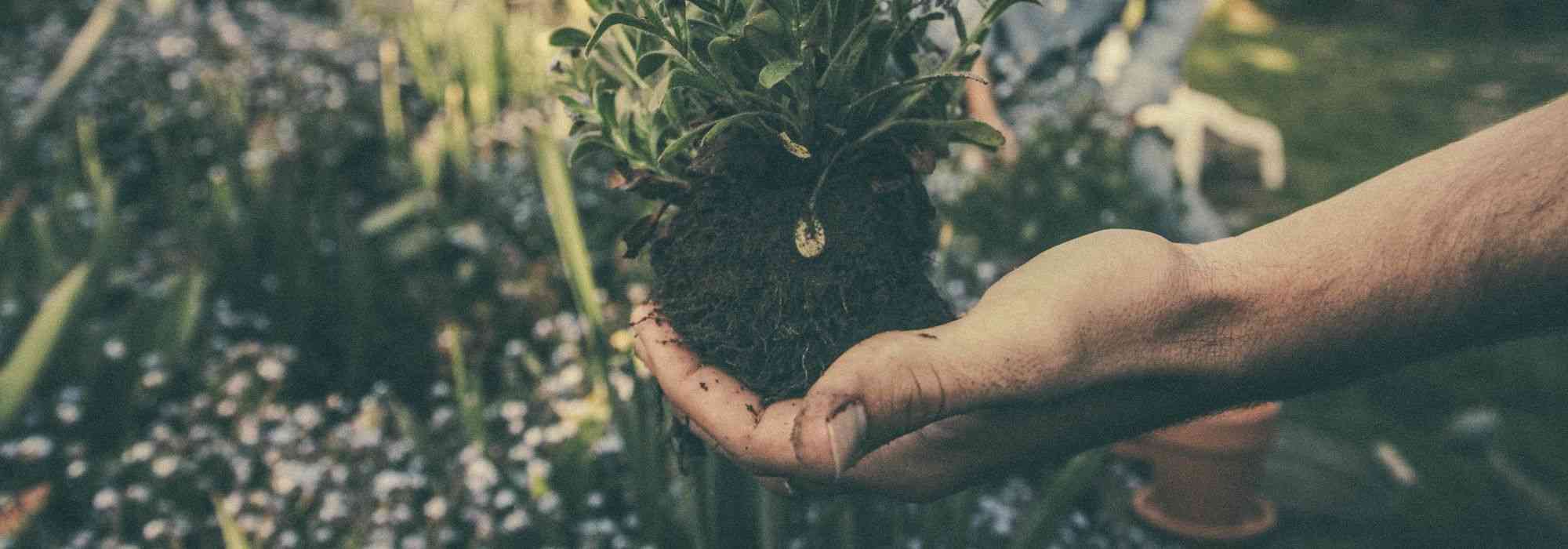 Rozen verplanten: wanneer en hoe?