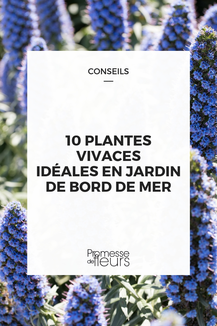 Vaste planten voor een tuin aan zee