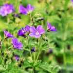 10 snelgroeiende vaste planten voor direct resultaat