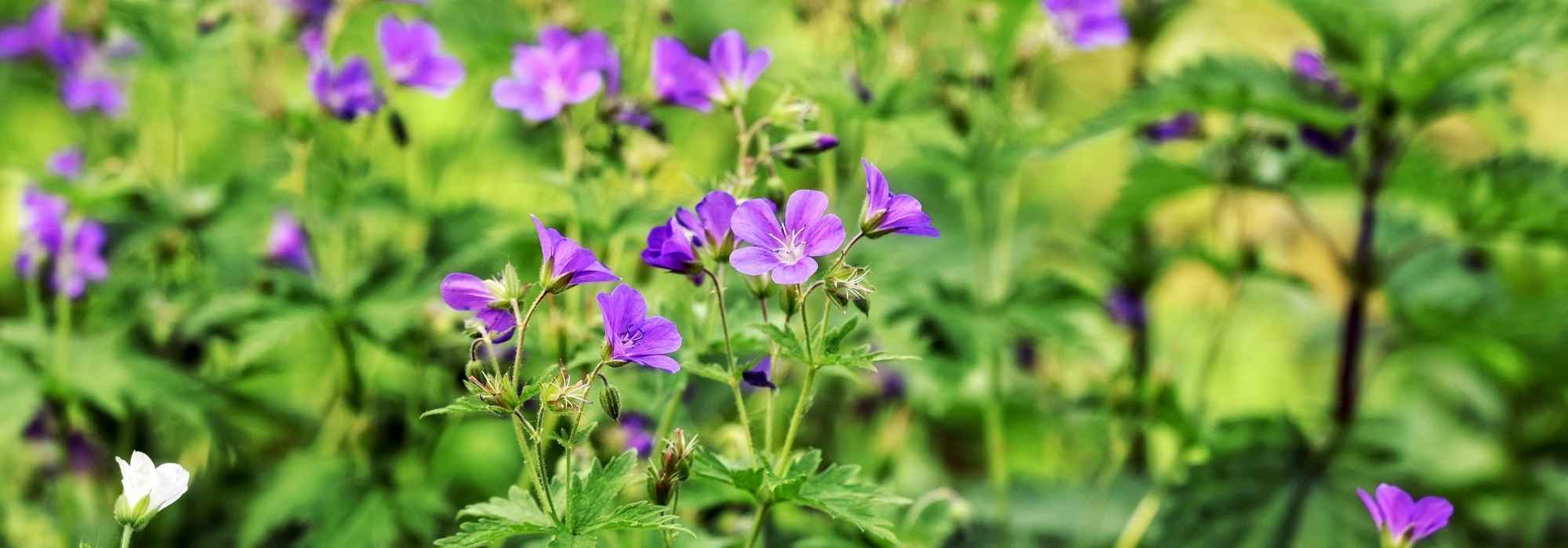 10 snelgroeiende vaste planten voor direct resultaat