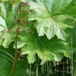 10 sierlijke vaste planten en bollen voor een moderne tuin