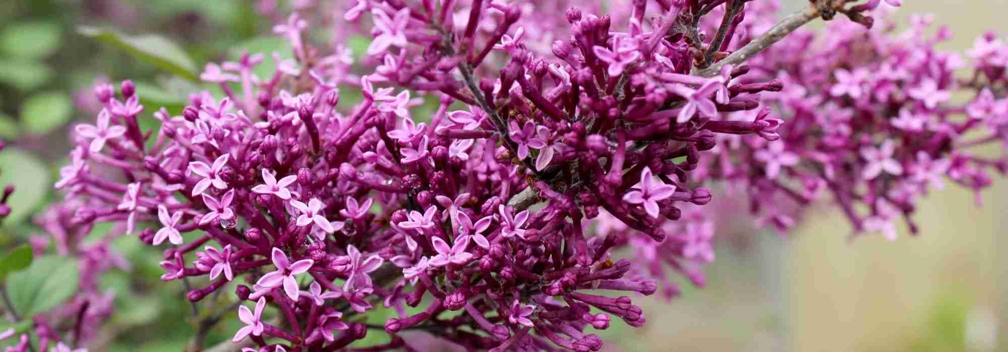 12 geurende heesters voor een tuin die het hele jaar heerlijk ruikt