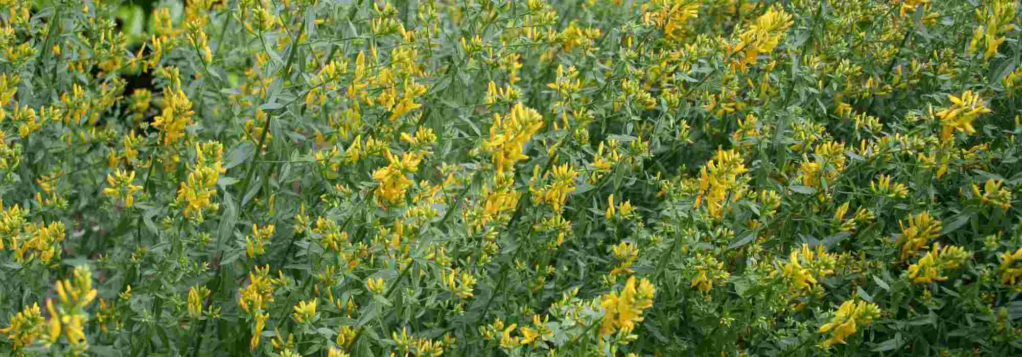 12 verfplanten voor plantaardige verfstoffen