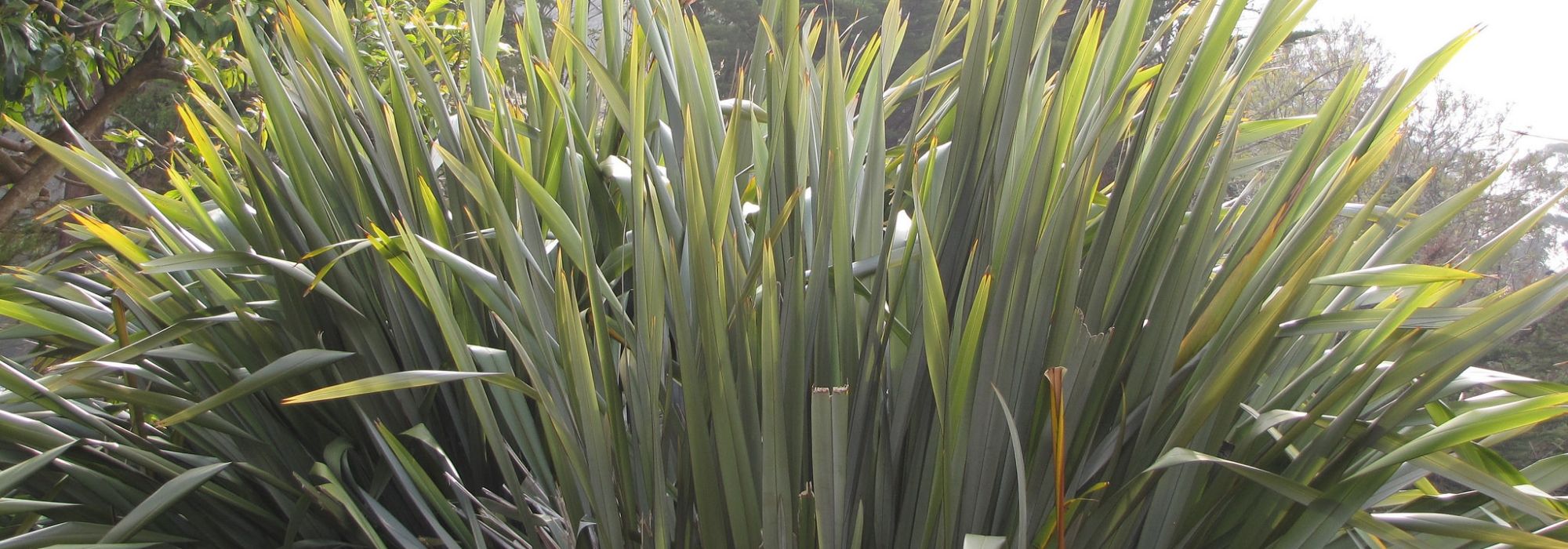 12 gigantische en imposante vaste planten