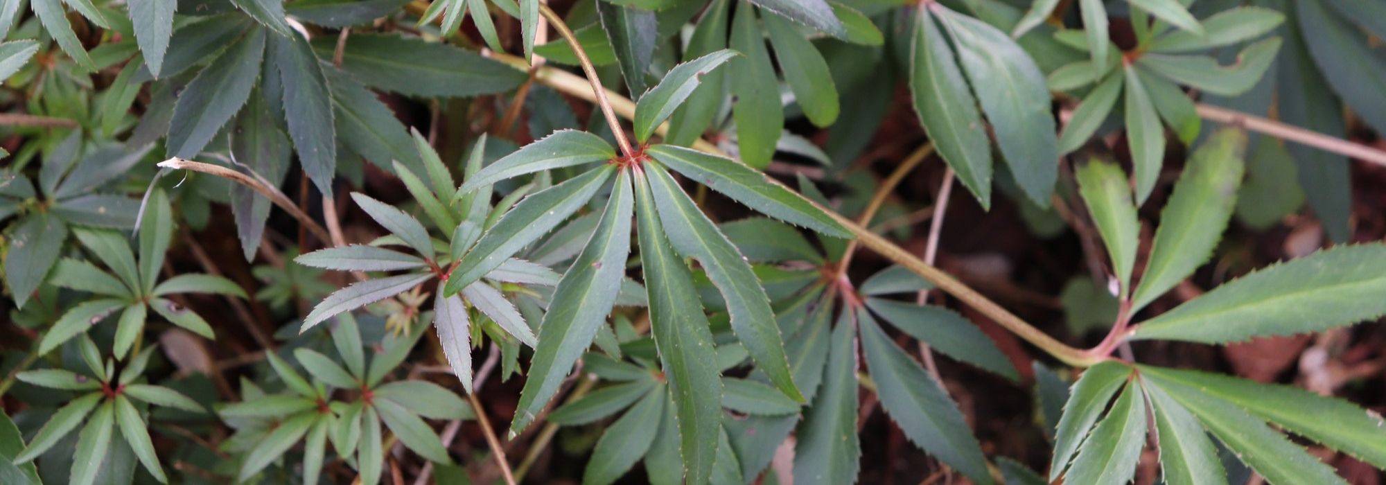 7 wintergroene vaste planten voor je tuin