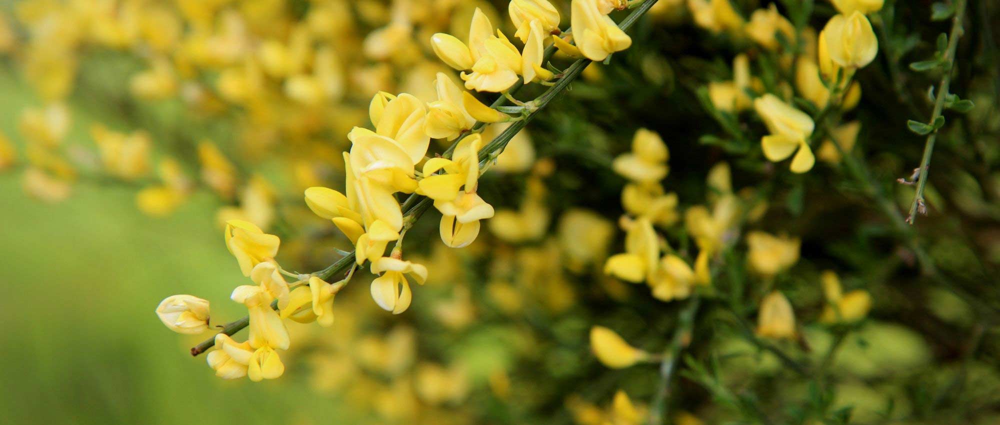 12 heesters voor droge of drainerende bodem