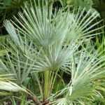 Chamaerops, Europese dwergpalm: planten, telen en onderhouden