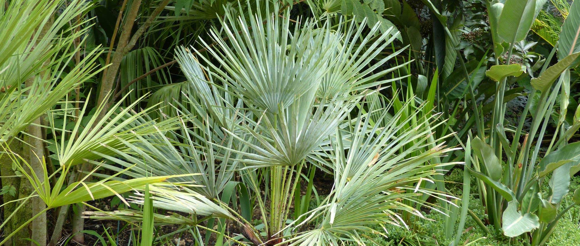 Chamaerops, Europese dwergpalm: planten, telen en onderhouden