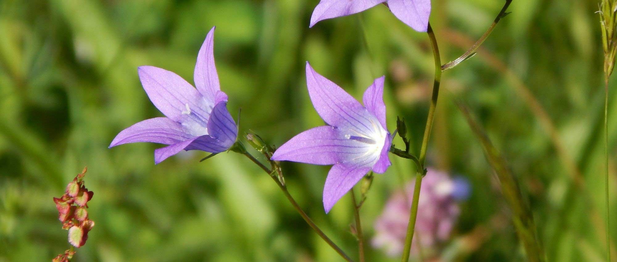 Tuinieren op kalkrijke bodem: tips en geschikte planten