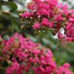 Indische sering, Lagerstroemia: 6 geslaagde combinaties!