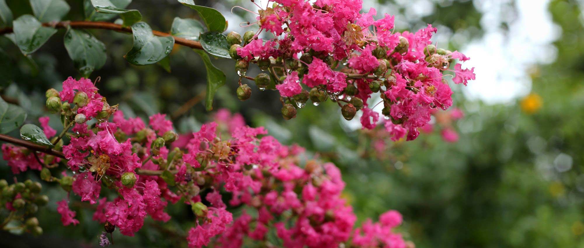 Indische sering, Lagerstroemia: 6 geslaagde combinaties!