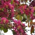 Wanneer en hoe snoei je een lagerstroemia of Indische sering?